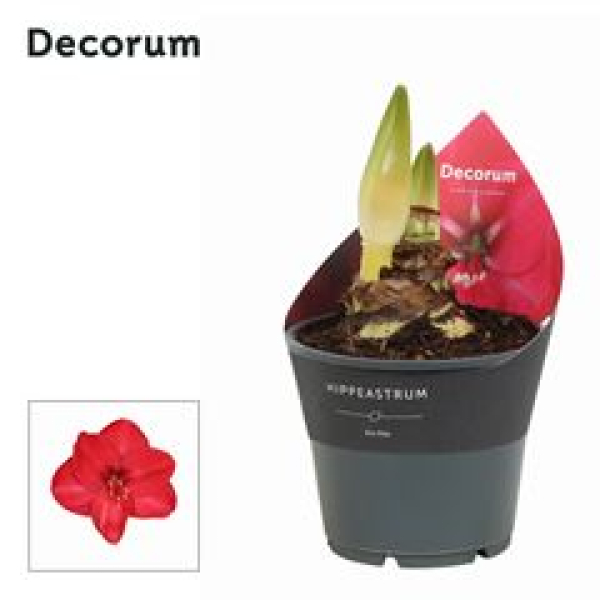 Hippeastrum 2 Knospen pink