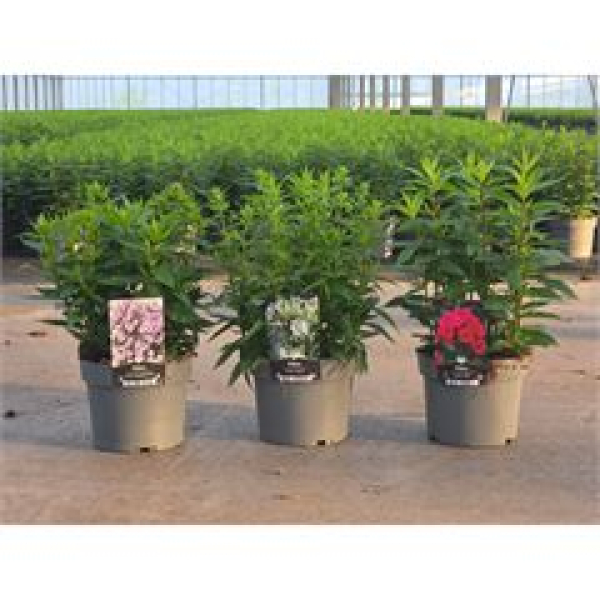 Phlox panic. Mix