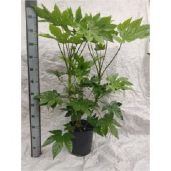 Fatsia japonica