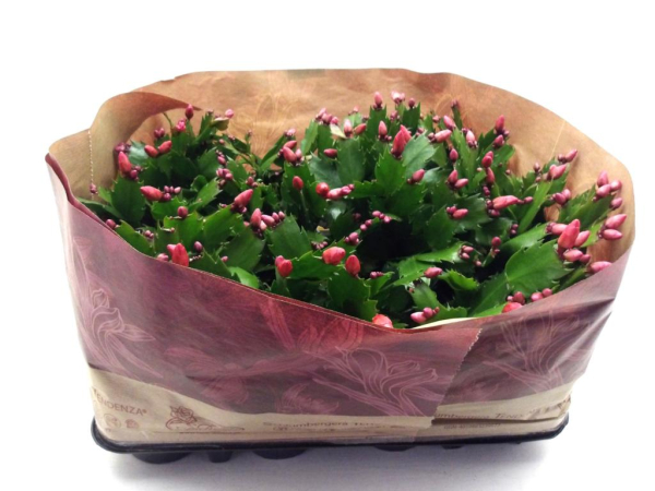 Schlumbergera apricot