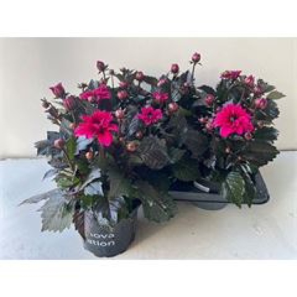 Dahlia 'Dahlinova' purpur