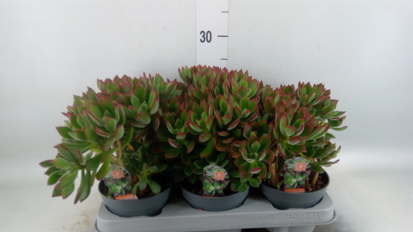 Echeveria pulvinata 'Devotion'