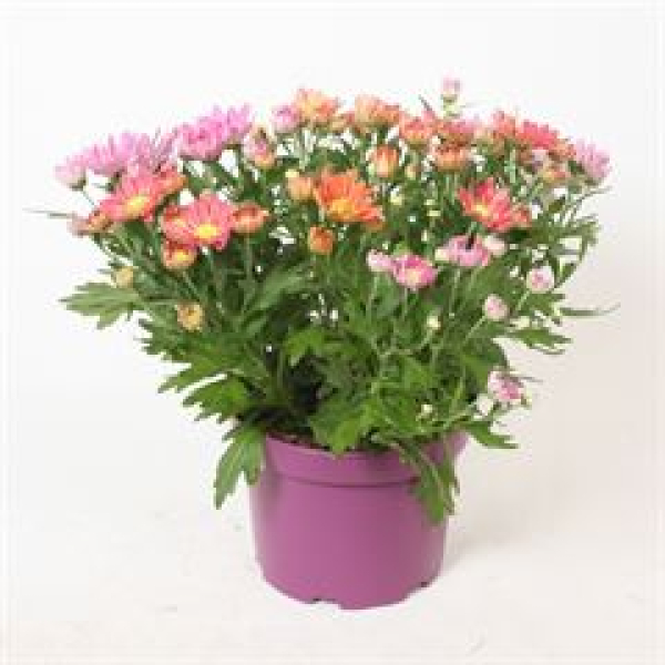 Chrysanthemum 'Sollinea' Duo