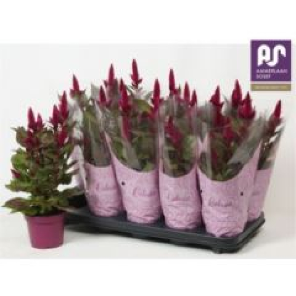 Celosia spic. 'Deep Purple'