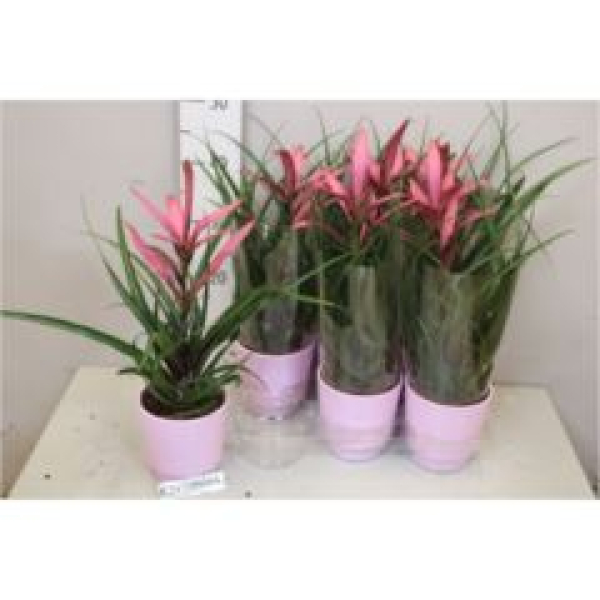 Tillandsia 'Camina' im Übertopf
