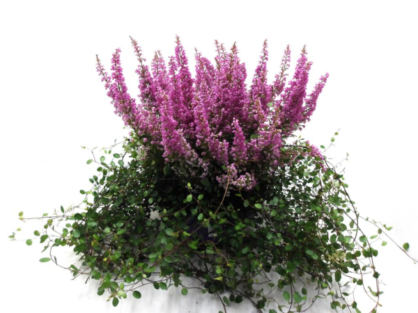 Erica grac. 'Beauty Queen' +Mühlenbeckia