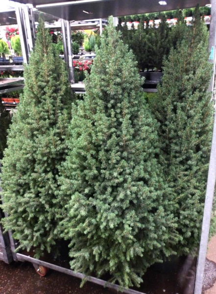 Picea glauca Pyramide