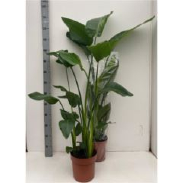 Strelitzia nicolai