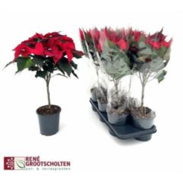 Poinsettia Stamm rot