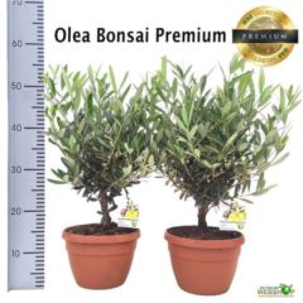 Olea europaea