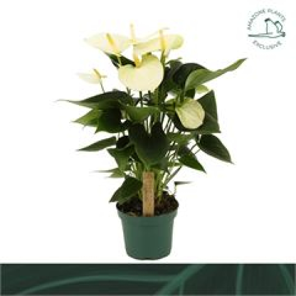 Anthurium andr.  'Samora' weiß