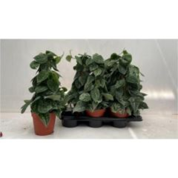 Scindapsus pictus 'Silvery Ann' Pyramide