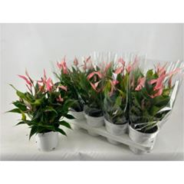 Anthurium andr. 'Lilli'