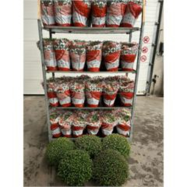 Chrysanthemum Busch