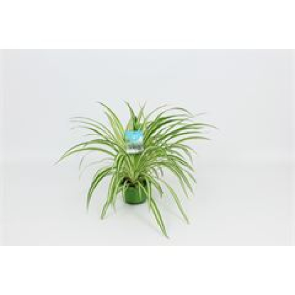 Chlorophytum com. 'Vittatum'  Ampel