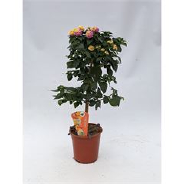 Lantana camara Stamm rosa