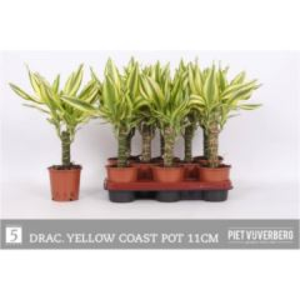 Dracaena frag. "Yellow Coast"