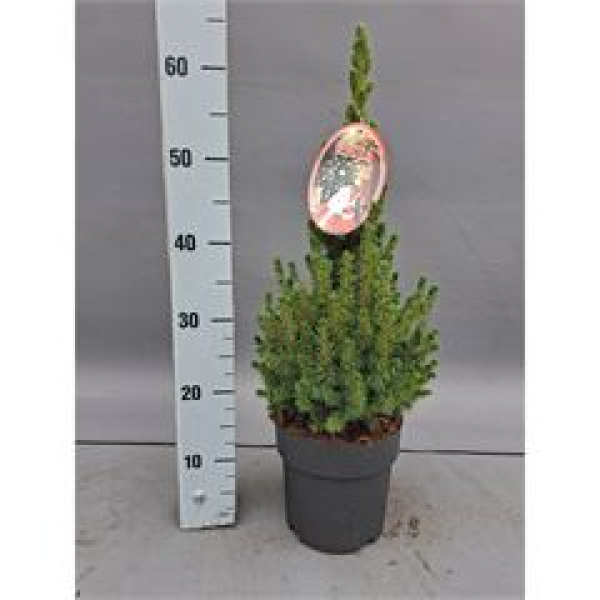 Picea glauca 'Conica'