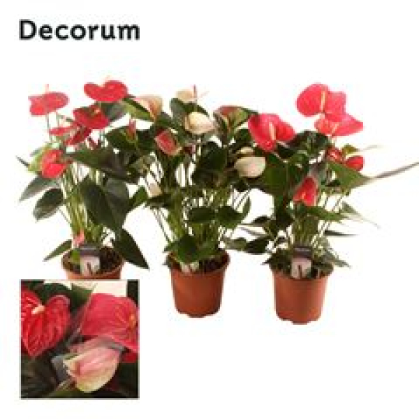 Anthurium andr. gemischt