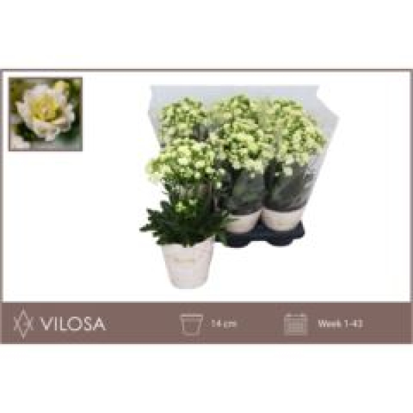 Kalanchoe 'Sunny White'