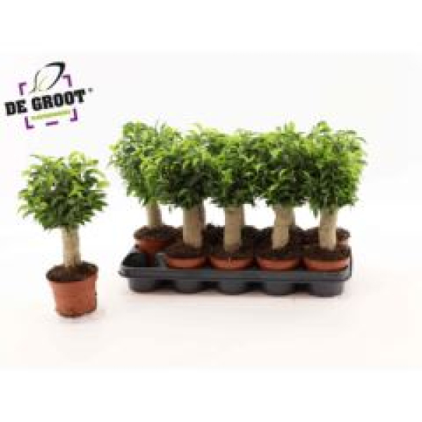 Ficus benja. 'Natasja' mit Jutestamm