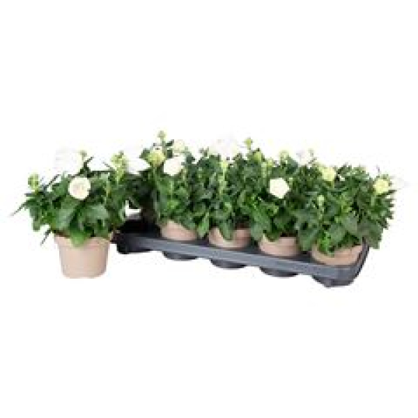 Platycodon grand. weiß