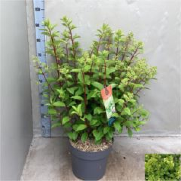 Hydrangea pan. 'Diamantino' Busch