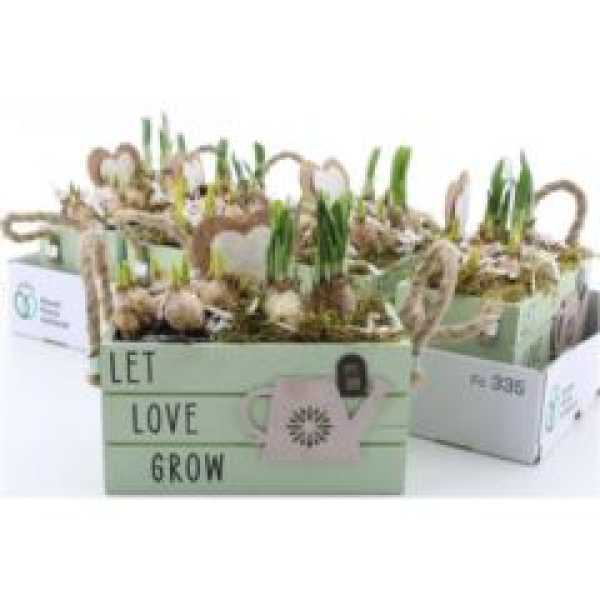 Zwiebelmix in Holzkasten grün