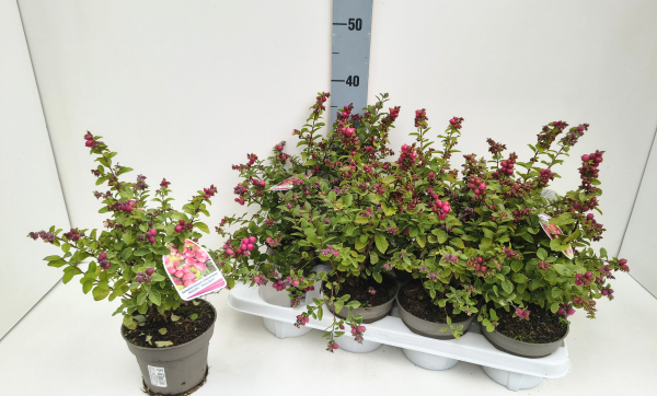 Symphoricarpus rosa