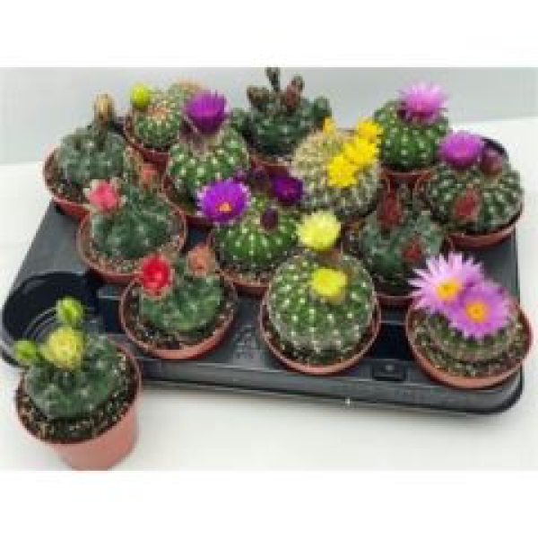 Cactus  gemischt  -große Blüte