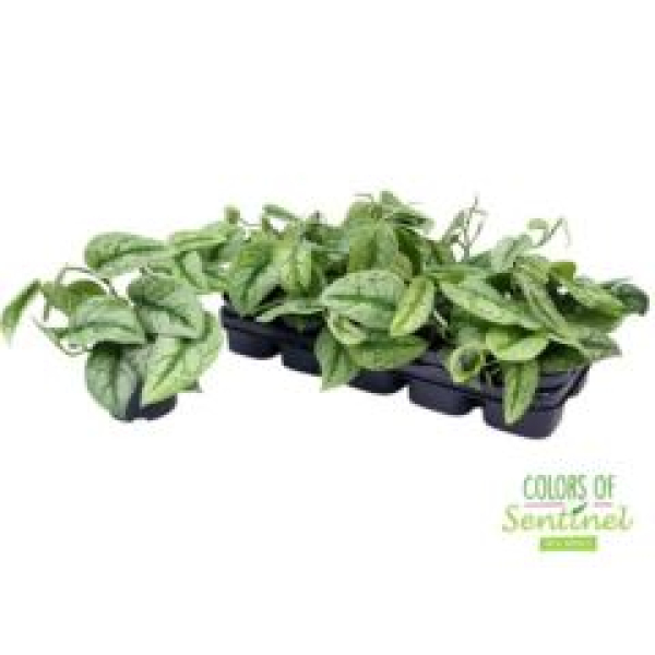 Scindapsus pictus 'Trebie'