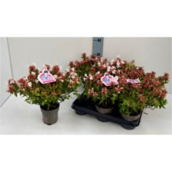 Abelia grandiflora