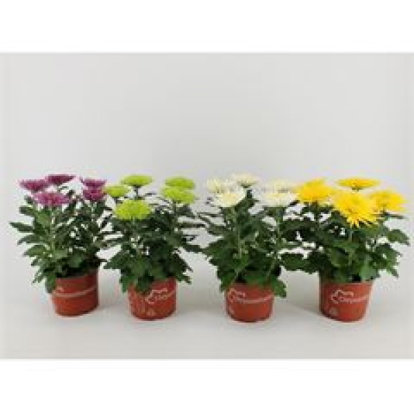 Chrysanthemum 'Anastasia' Mix