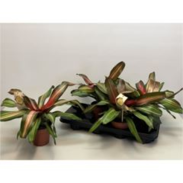 Neoregelia 'Fancy'