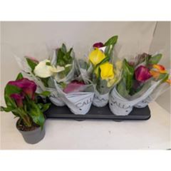 Calla Mix