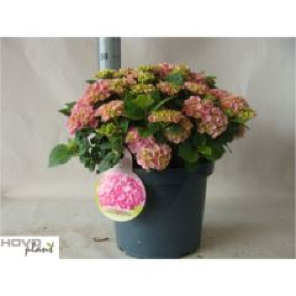Hydrangea mac. Busch rosa