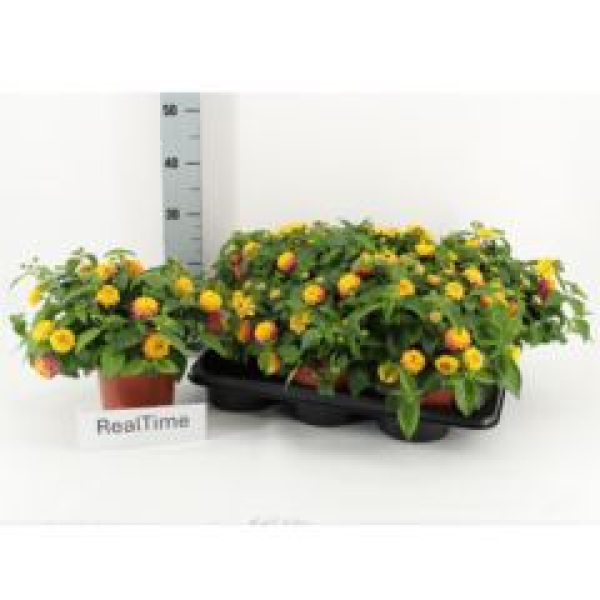 Lantana camara gelb