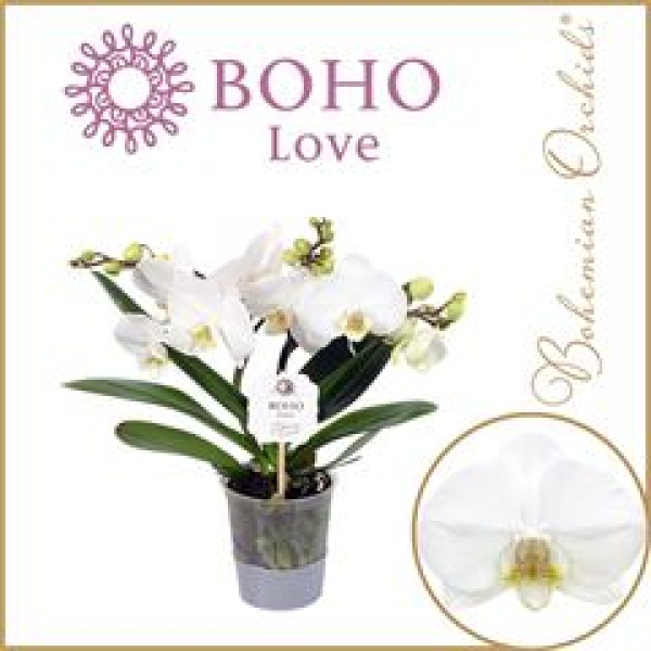 Phalaenopsis "Boho Love" 2 Rispen weiß