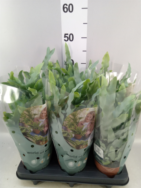 Phlebodium aureum 'Blue Star'