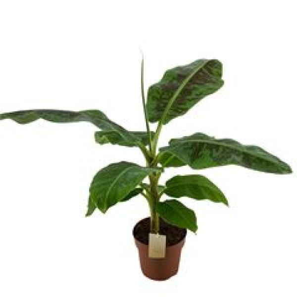 Musa 'Dwarf Cavendish'