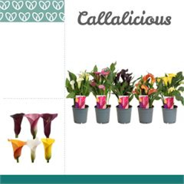 Calla Mix
