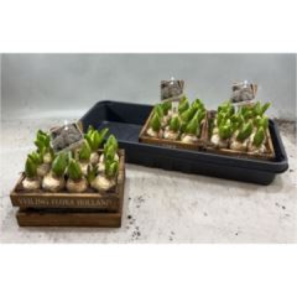 Hyacinthus in Holzkiste