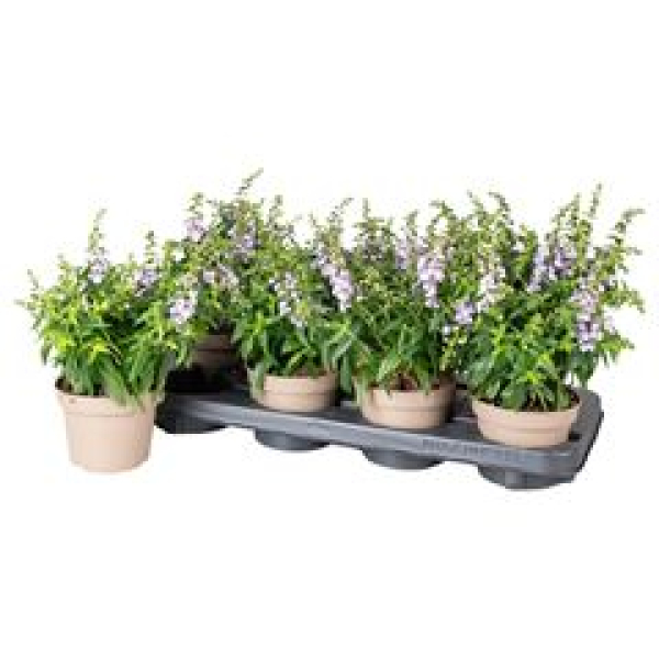 Angelonia lila