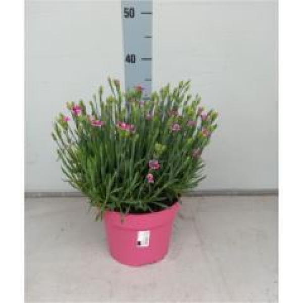 Dianthus 'Pink Kisses' Kübel