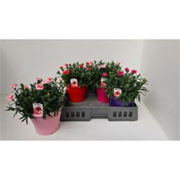 Dianthus 'Oscar' Kübel