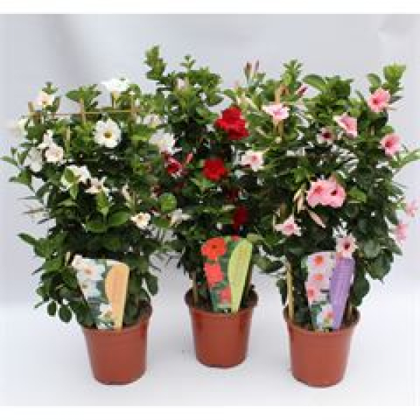 Mandevilla Spalier in 3 Farben