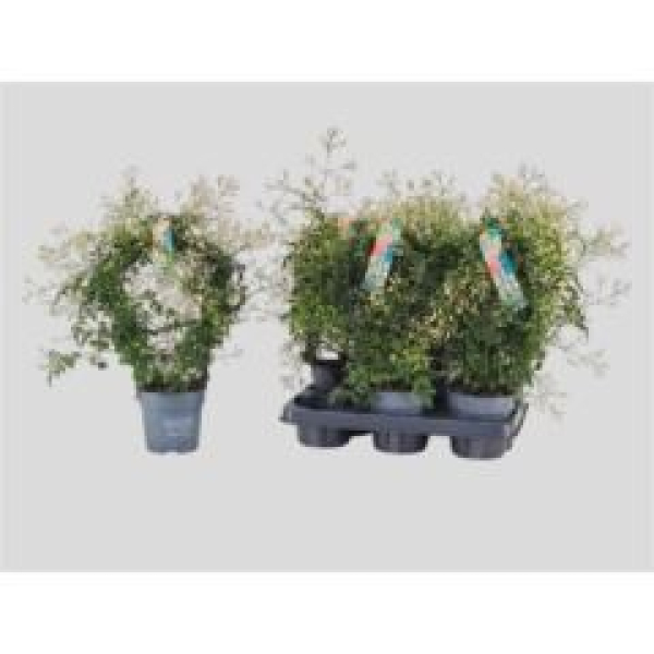 Jasminum poly. Bogen