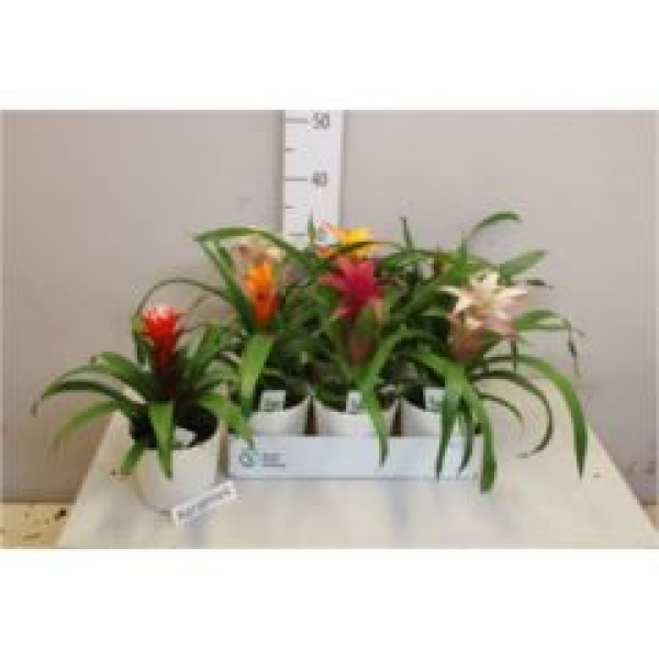 Guzmania Mix im Übertopf