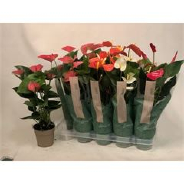 Anthurium gemischt