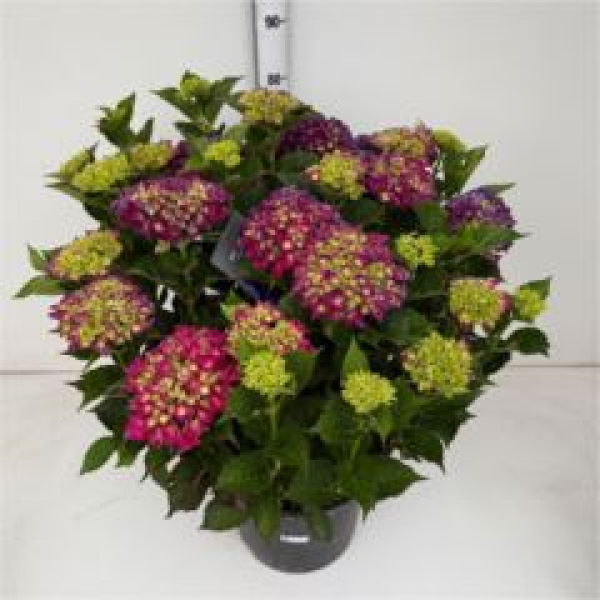 Hydrangea mac. Busch rot-lila